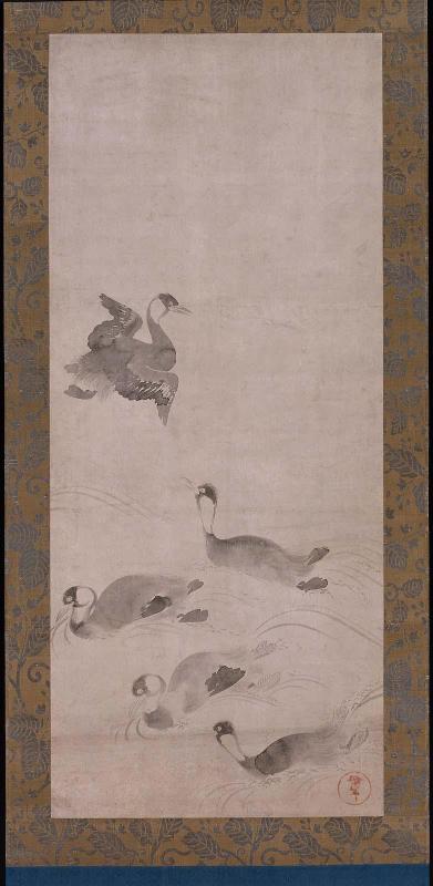 Waterfowl