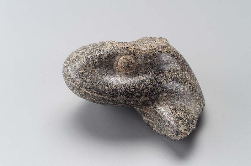 Head of a cobra