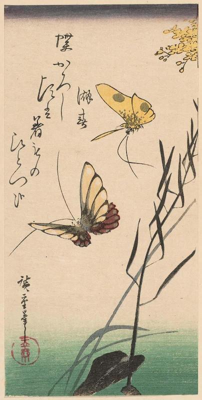 Butterflies