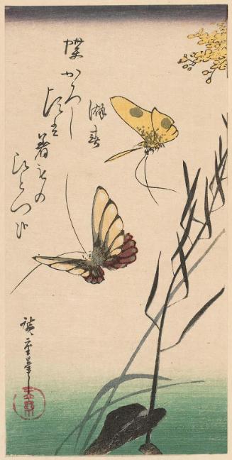 Butterflies
