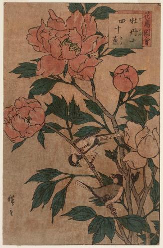 Peony and Manchurian Great Tit (Botan ni shijûkara), from the series Flower and Bird Pictures (Kachô zue)