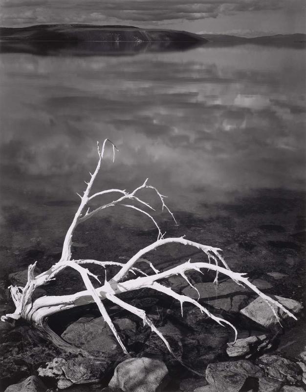 White Branches, Mono Lake