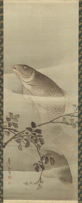 Carp