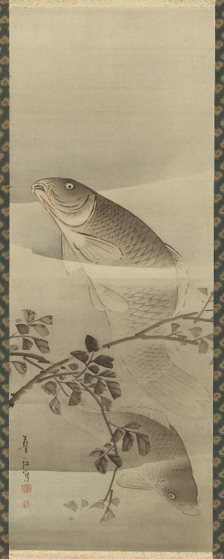 Carp