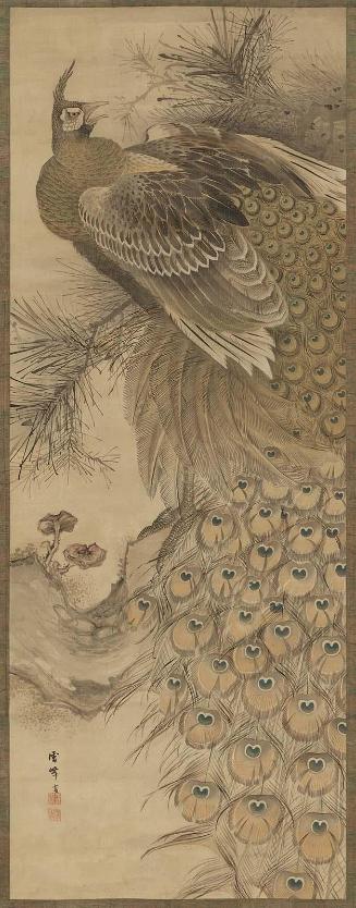 Peacock on Pine Tree