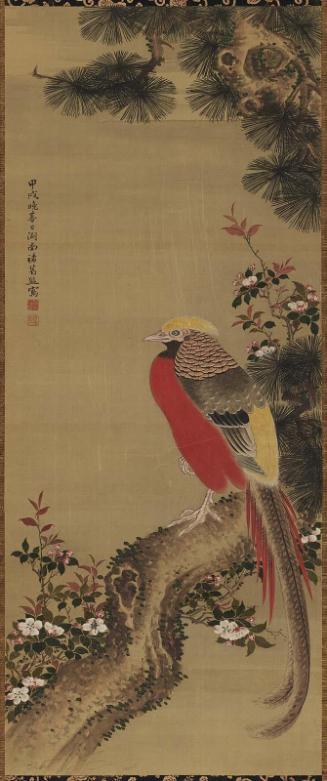 Golden Pheasant on a Pine Tree