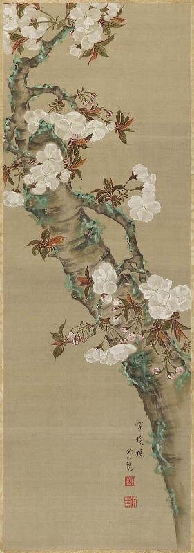 Cherry Blossoms