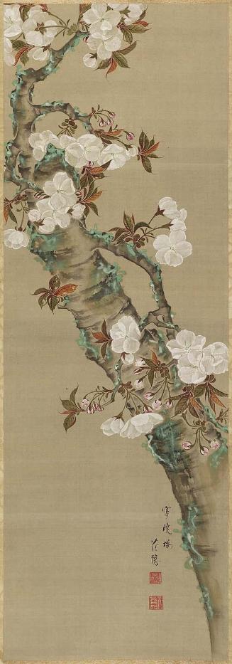 Cherry Blossoms