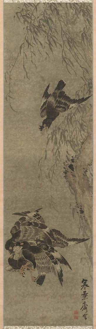 Mynah Birds Fighting