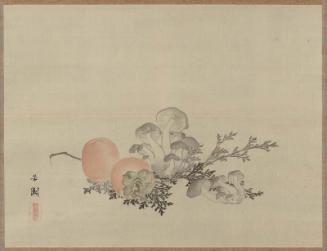 Persimmons and Toadstools