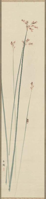 Water Plants with Cicada Case