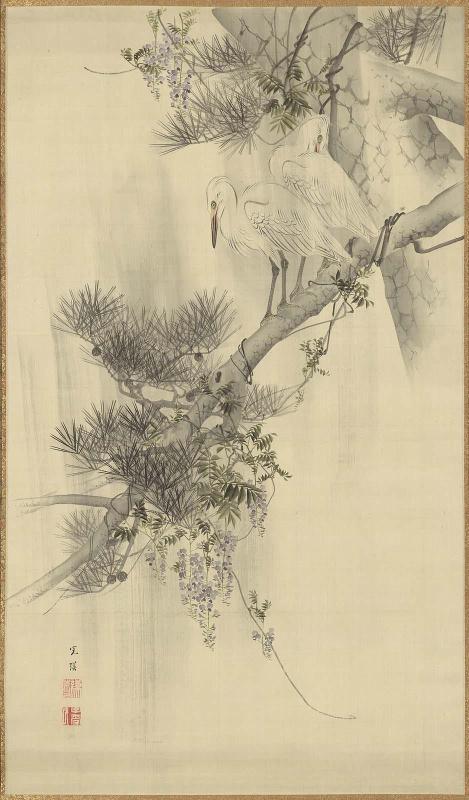 Egrets on a Pine Tree in the Rain