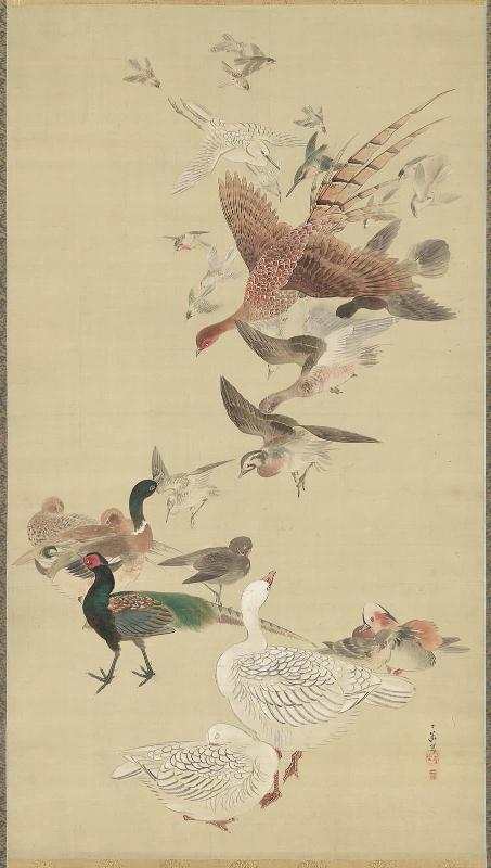 Birds