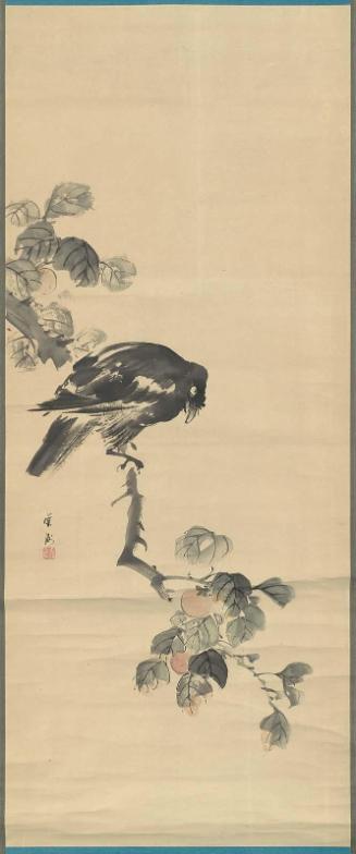 Crow on Persimmon Tree