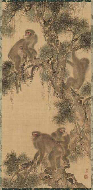 Monkeys on a Pine Tree