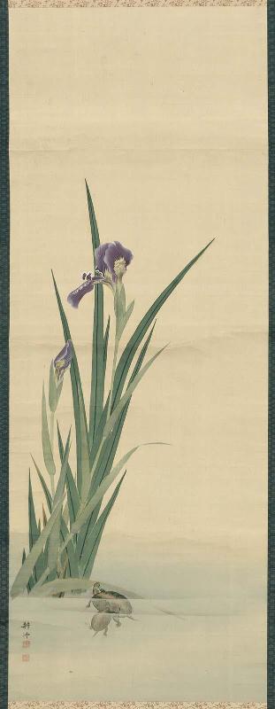 Iris and Tortoises