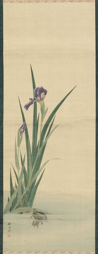 Iris and Tortoises