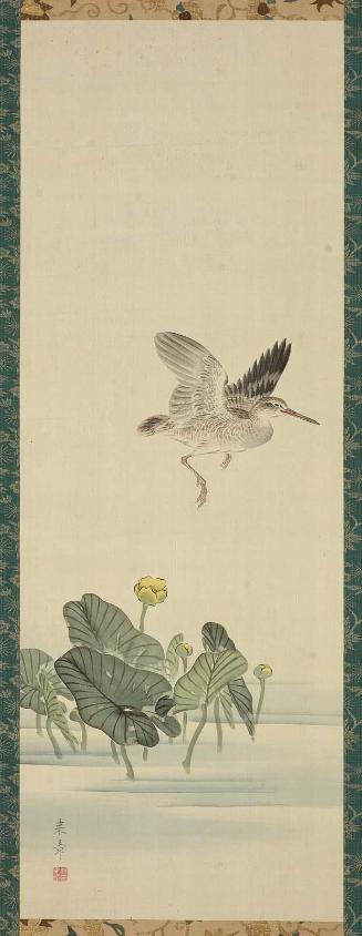 Snipe and Waterplants