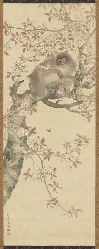 Monkey In Cherry Tree