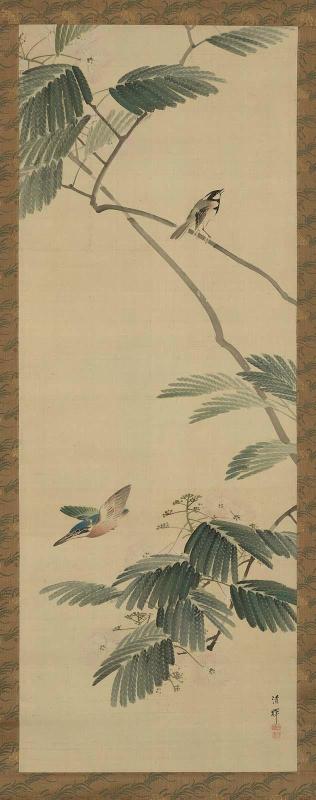 Kingfisher and Great Tit in Mimosa Tree