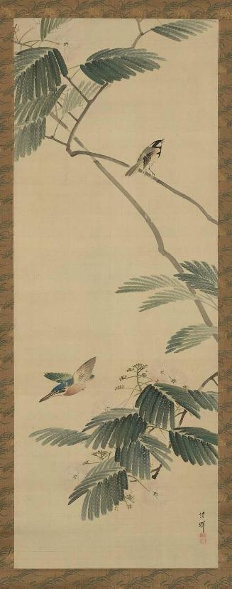 Kingfisher and Great Tit in Mimosa Tree