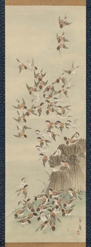 Sparrows