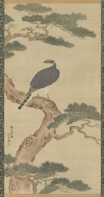 Falcon on Pine Tree