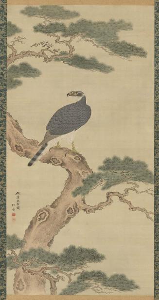 Falcon on Pine Tree