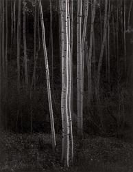 Aspens, Northern New Mexico