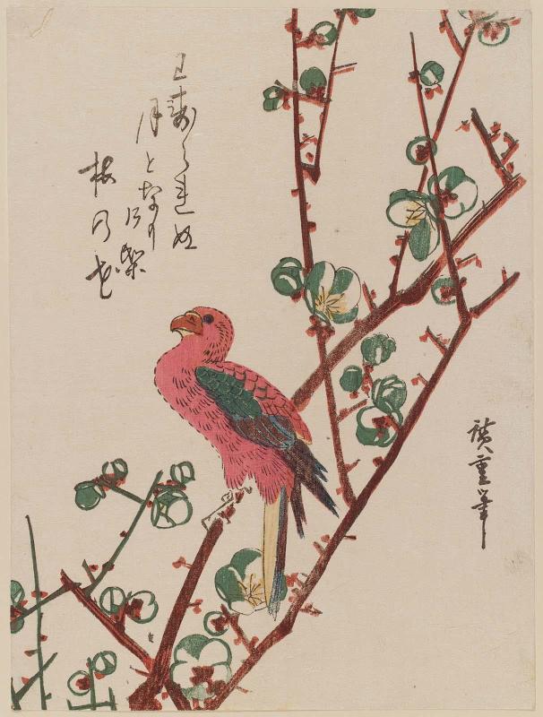 Macaw on Plum Branch