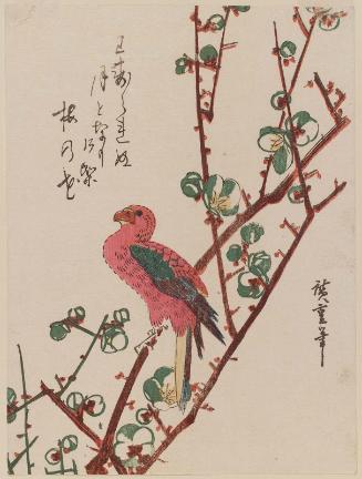 Macaw on Plum Branch