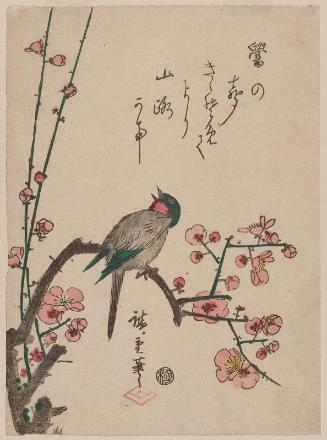 Bird on Red Plum Branch