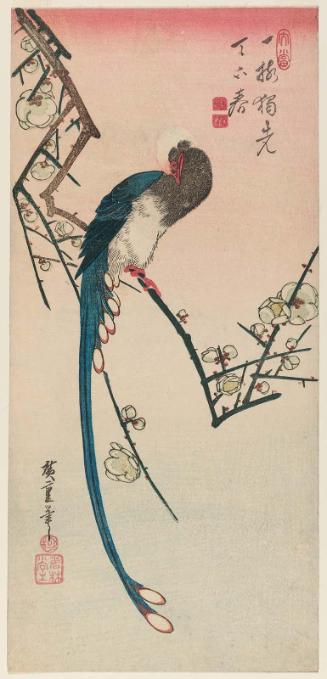 Long-tailed Bird on Flowering Plum Branch