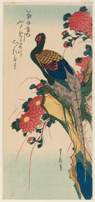 Pheasant and Chrysanthemums