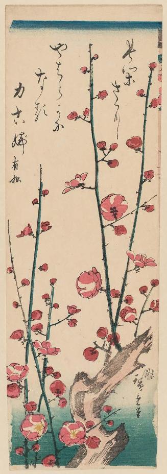 Flowering Plum Tree