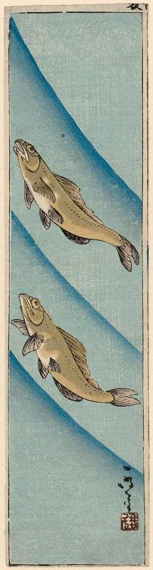 Trout Swimming in River