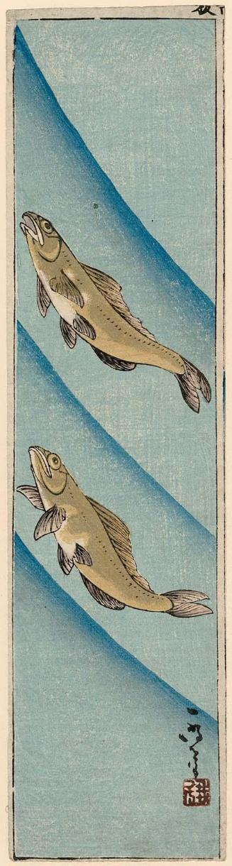 Trout Swimming in River