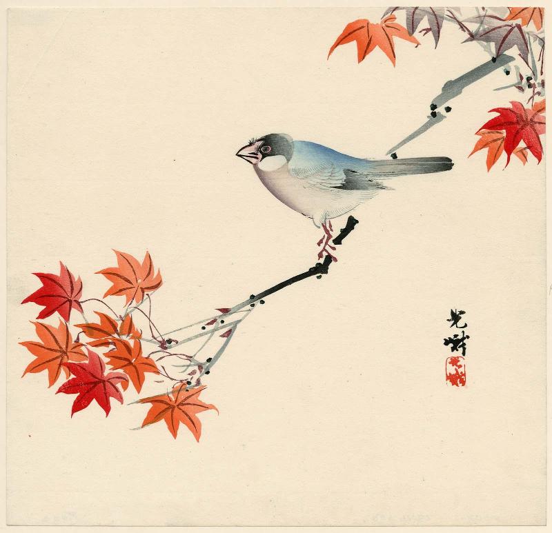 Finch on Maple Branch