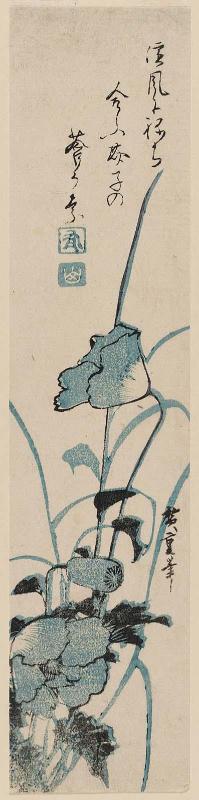 Poppies