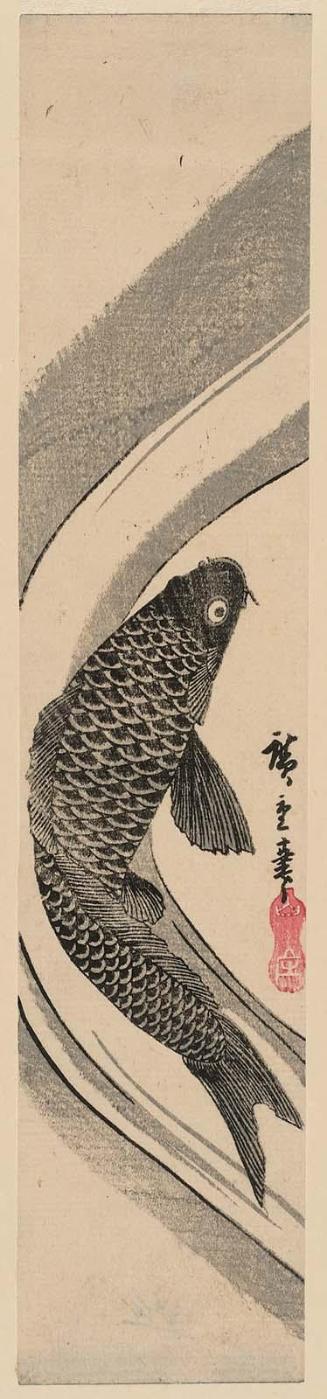 Carp in Water