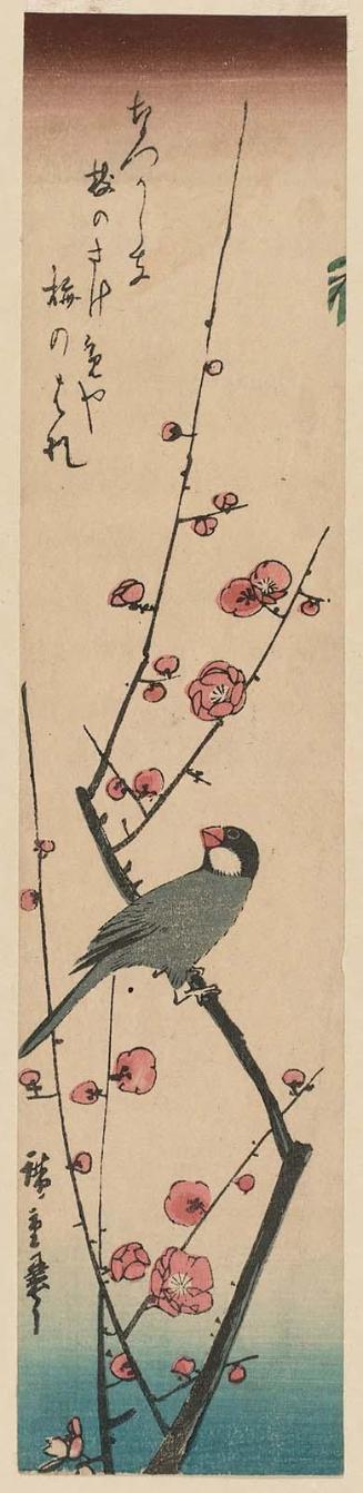 Finch on Red Plum Branch