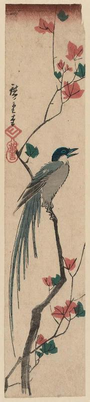 Long-tailed Bird and Maple Leaves