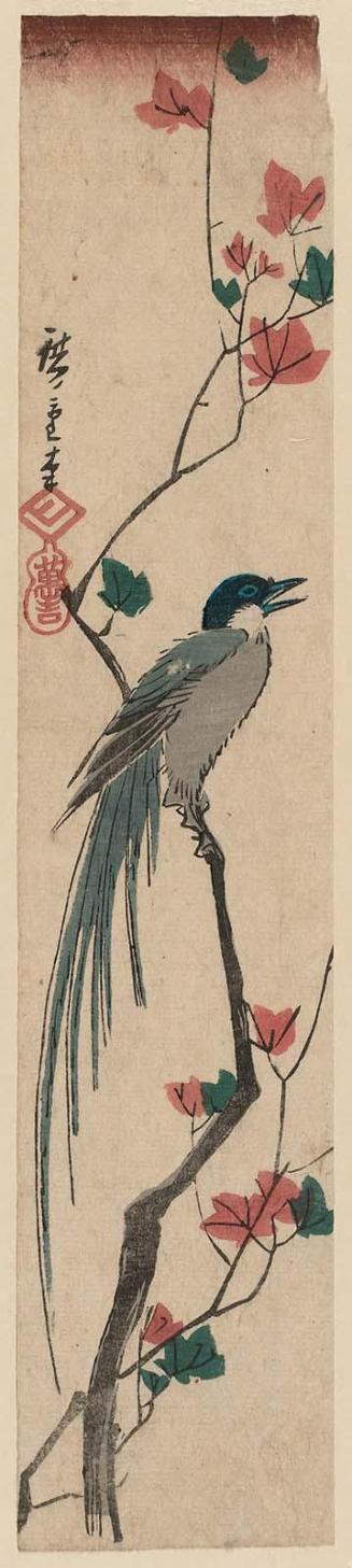 Long-tailed Bird and Maple Leaves
