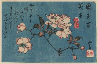 Cherry Blossoms