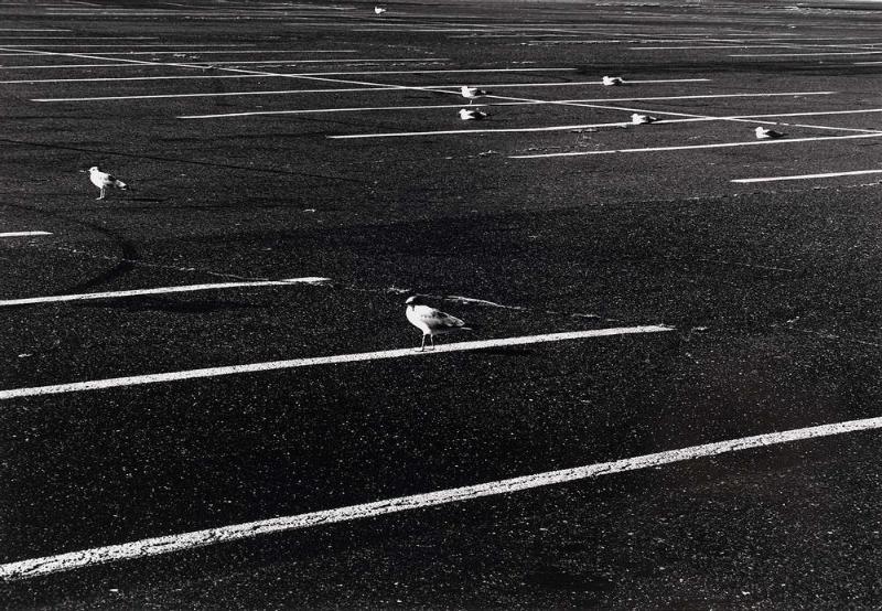 Seagulls in Parking Lot