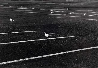 Seagulls in Parking Lot