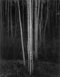 Aspens, Northern New Mexico