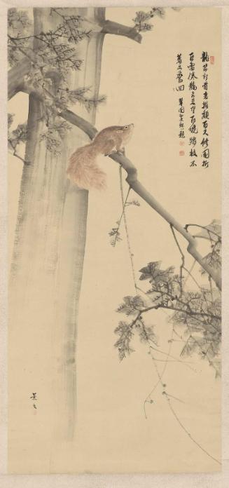 Squirrel on Cypress Tree