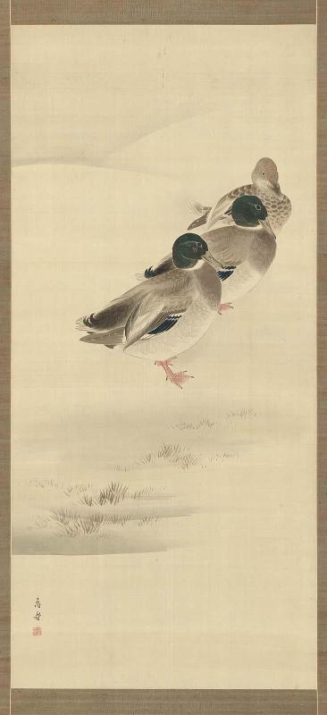 Ducks in Snow
