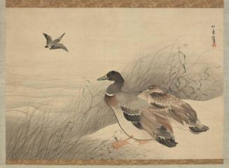 Ducks and Kingfisher